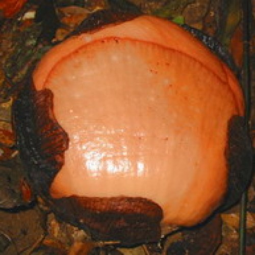 Rafflesia Flower, Borneo