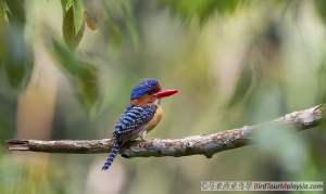 banded-kingfisher-17-bird-tour-malaysia-borneo