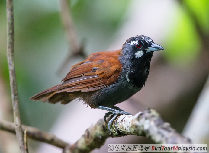 Black-Throated-Babbler