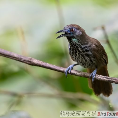 Chesnut Rumped Babbler