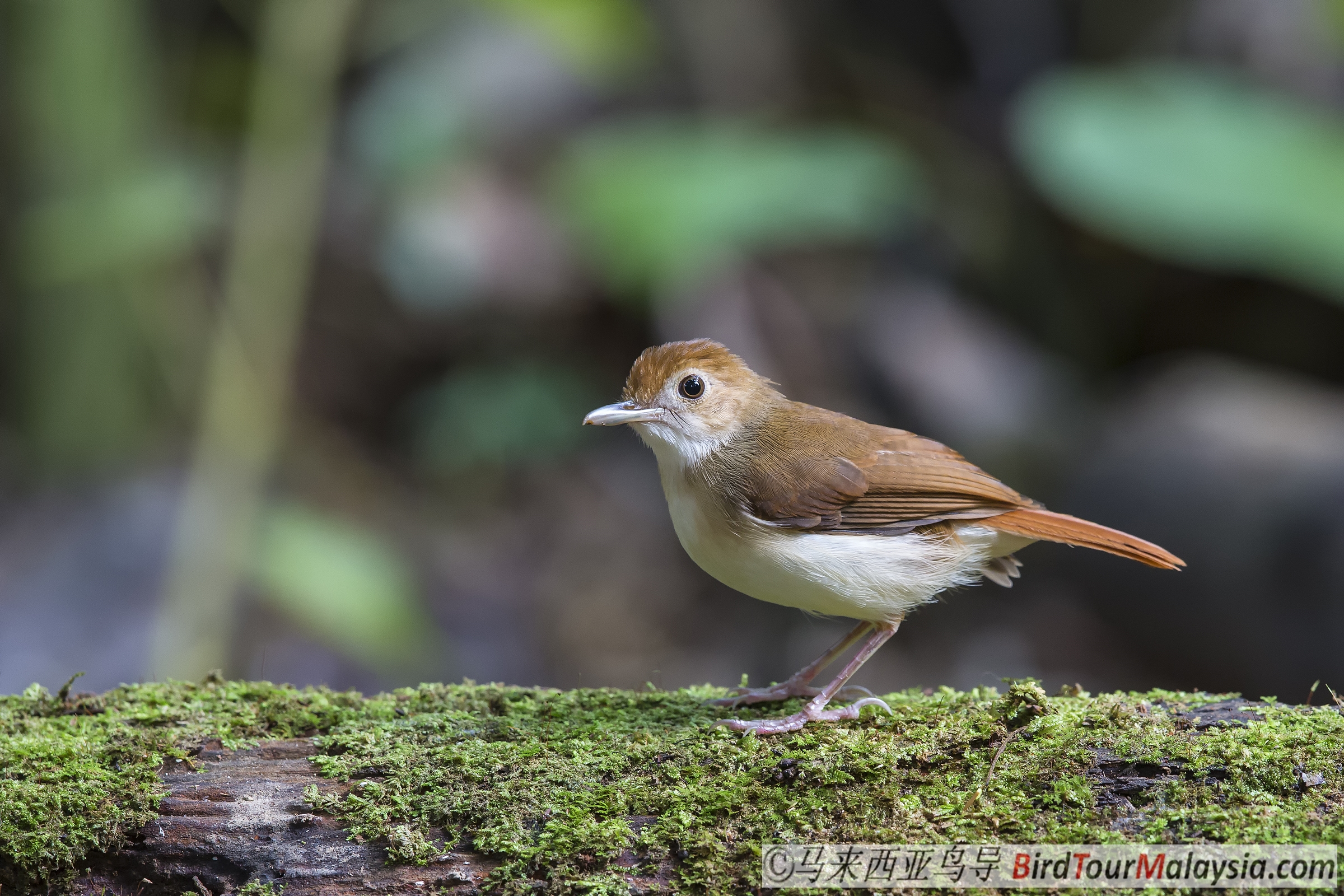 Ferregenous-Babbler-Bird-Tour-Malaysia-Borneo