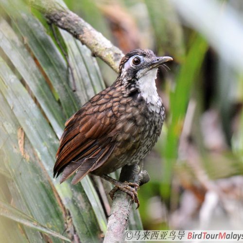 Large Wren-babbler