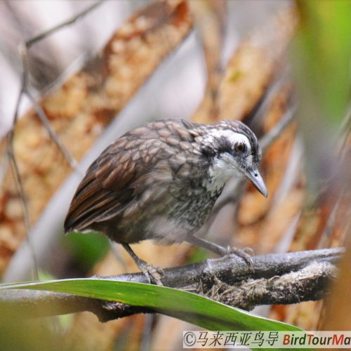 Large Wren-babbler