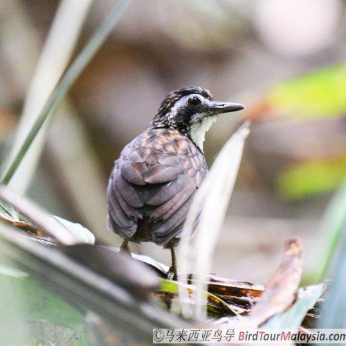 Large Wren-babbler