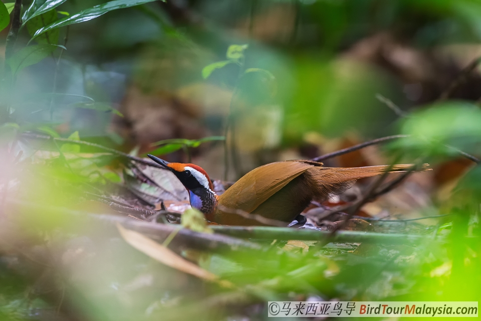 Malaysian-Rail-Babbler-Bird-Tour-Malaysia-Borneo