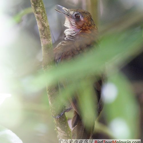 Marbled Wren-babbler