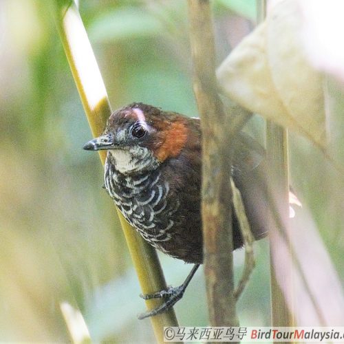 Marbled Wren-babbler