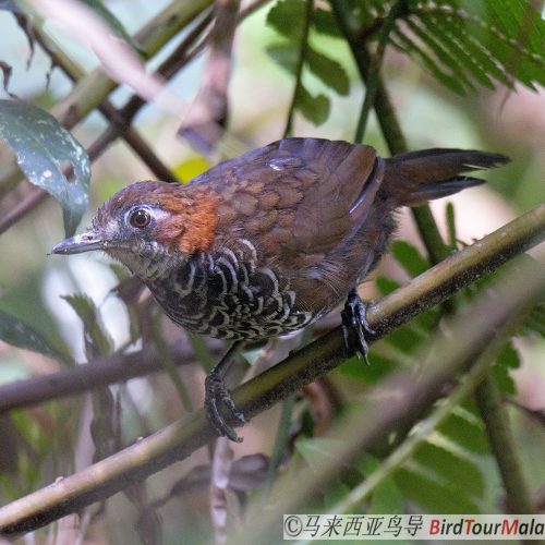 Marbled Wren-babbler