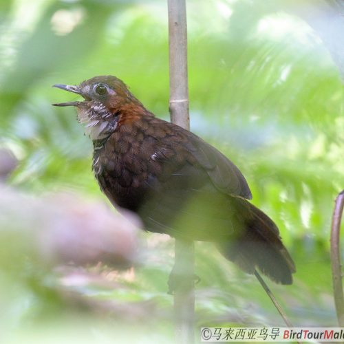 Marbled Wren-babbler