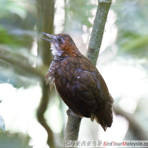 Marbled Wren-babbler