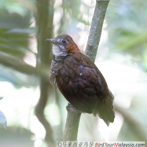 Marbled Wren-babbler