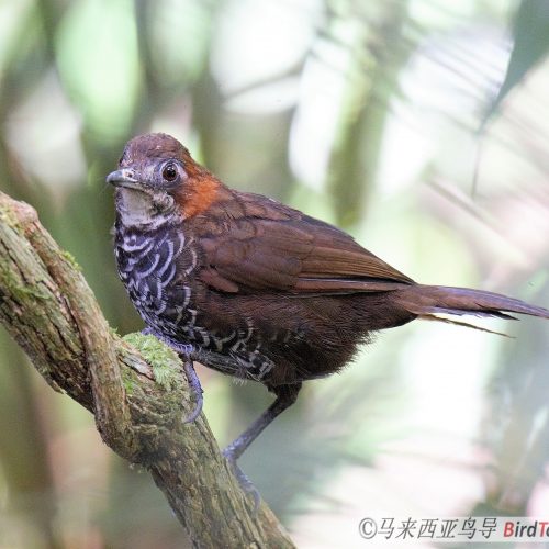 Marbled Wren-babbler