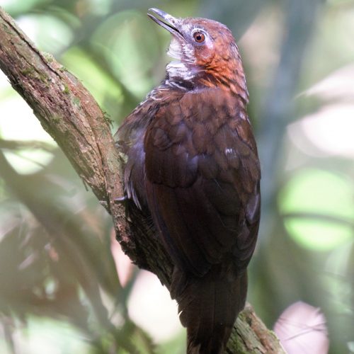 Marbled Wren-babbler