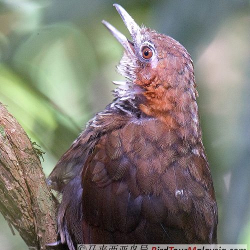 Marbled Wren-babbler