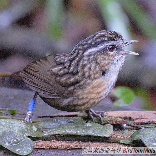 Mountain Wren-babbler