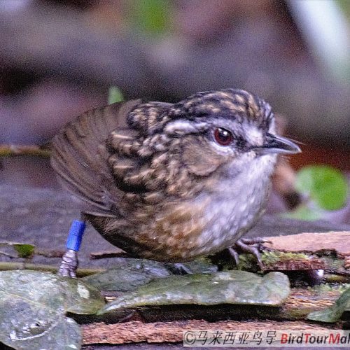 Mountain Wren-babbler