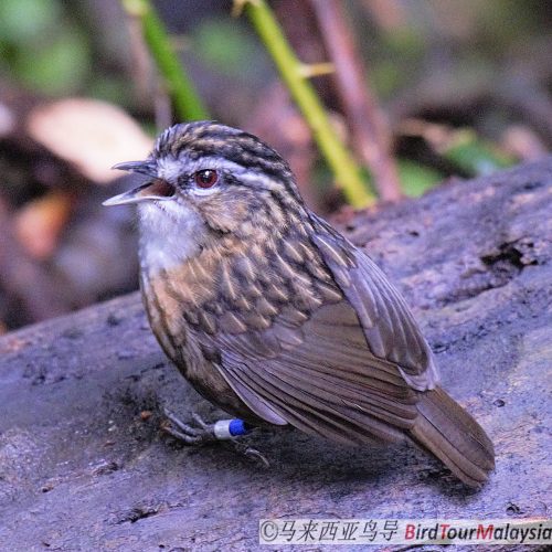 Mountain Wren-babbler