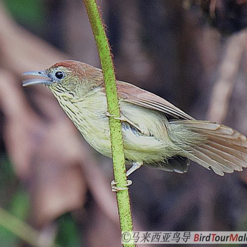 Pin Stripe Tit Babbler