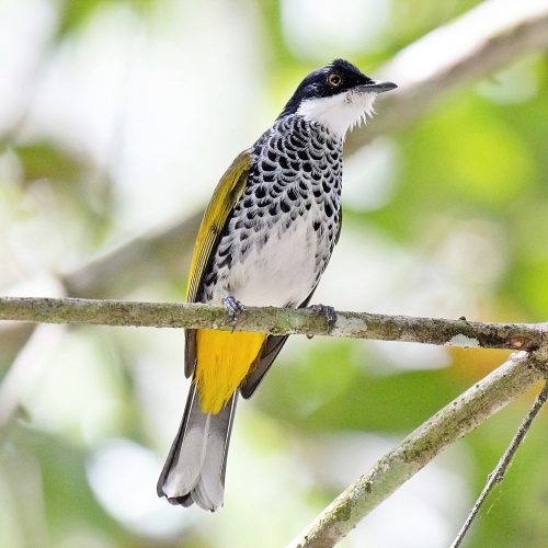 Scaly Breasted Bulbul