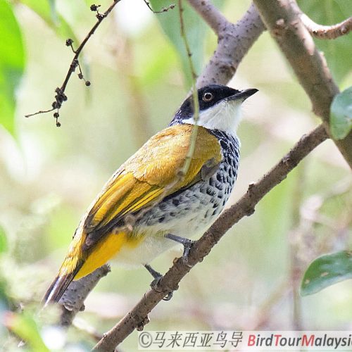 Scaly Breasted Bulbul