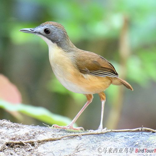 Short Tailed Babbler