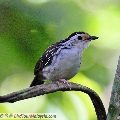 Streaked Wren-babbler