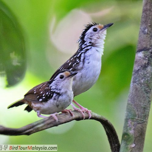 Streaked Wren-babbler