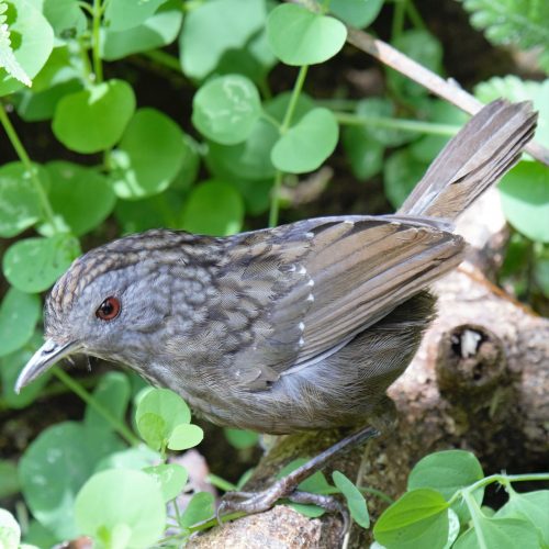 Streaked Wren-babbler