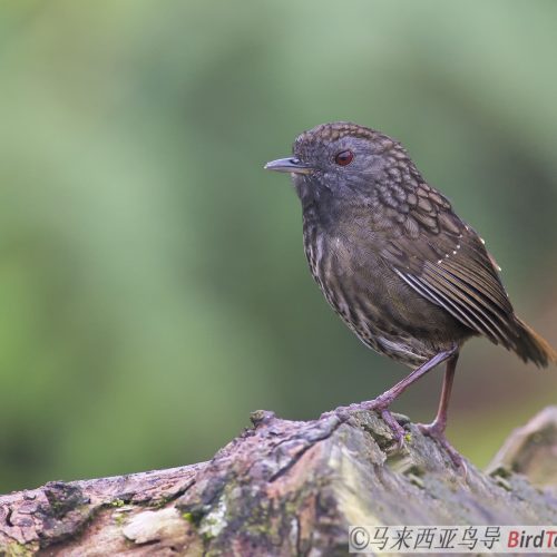 Streaked Wren-babbler