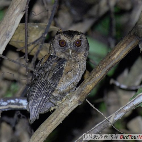 Sunda Scops Owl