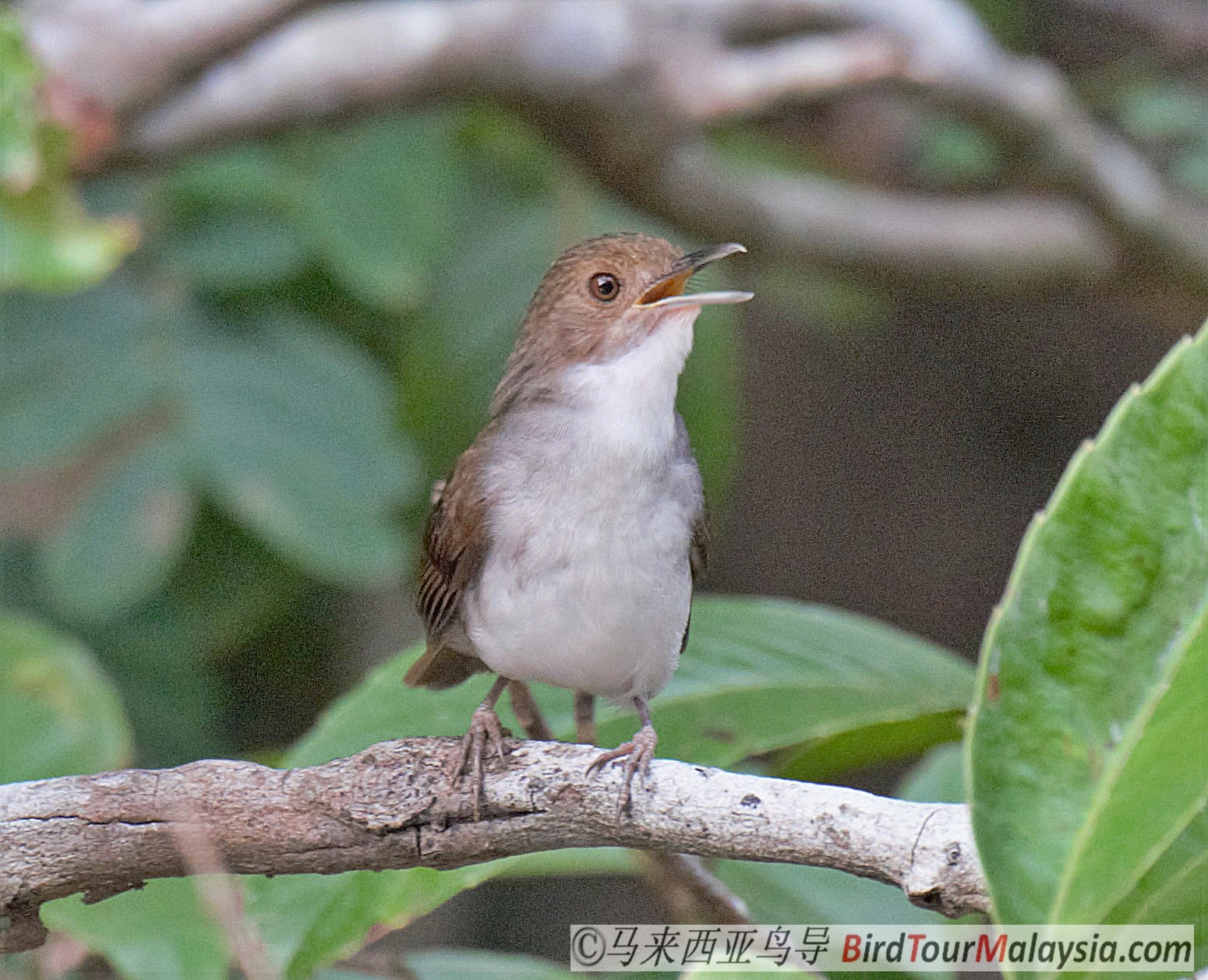 White-Chested-Babbler-Bird-Tour-Malaysia-Borneo