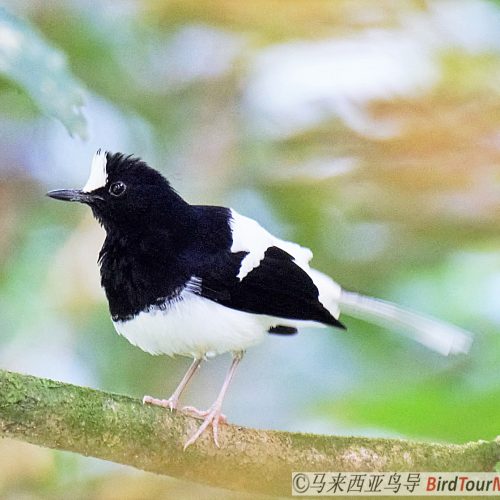 White-crowned forktail