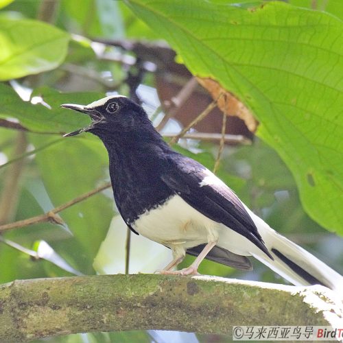 White-crowned forktail