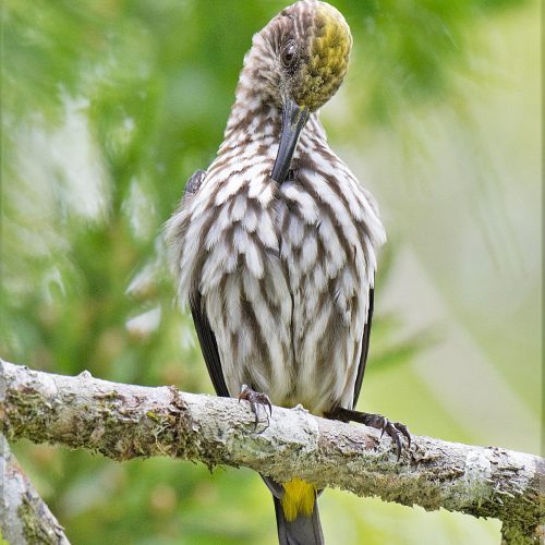 Whitehead Spiderhunter