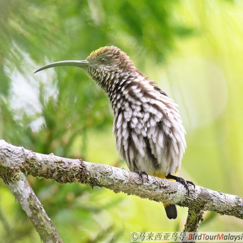 Whitehead Spiderhunter