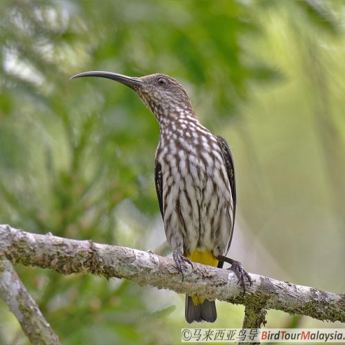 Whitehead Spiderhunter