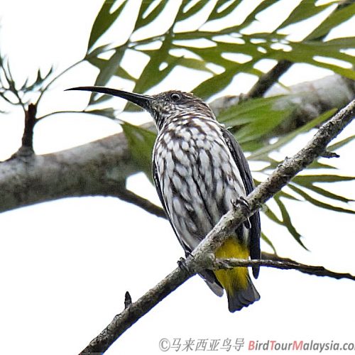 Whitehead Spiderhunter