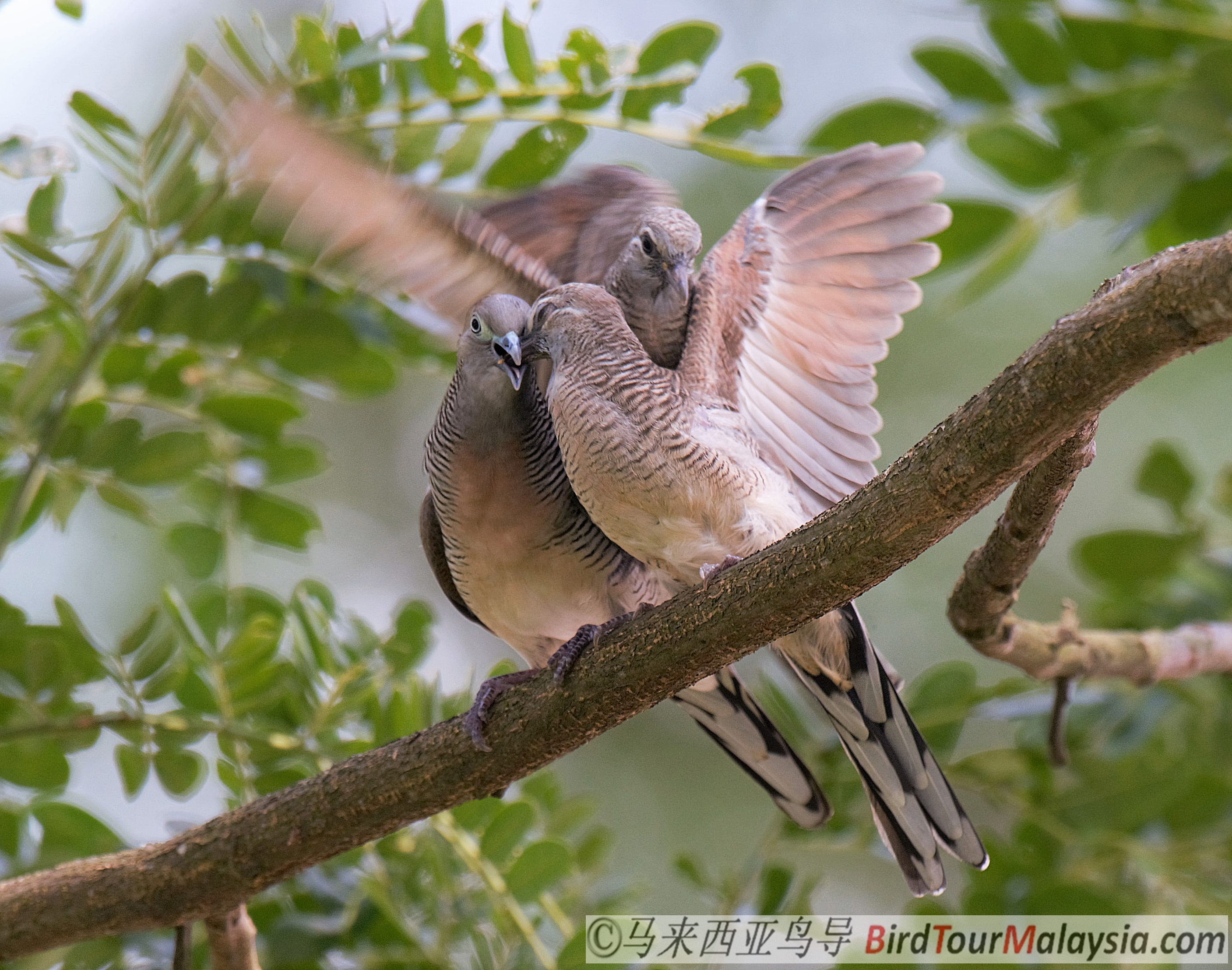 Zebra Dove | EndemicGuides