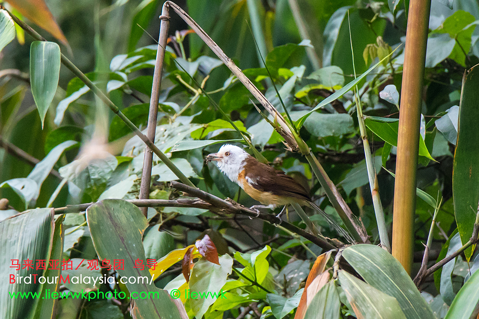 Collared-Babbler