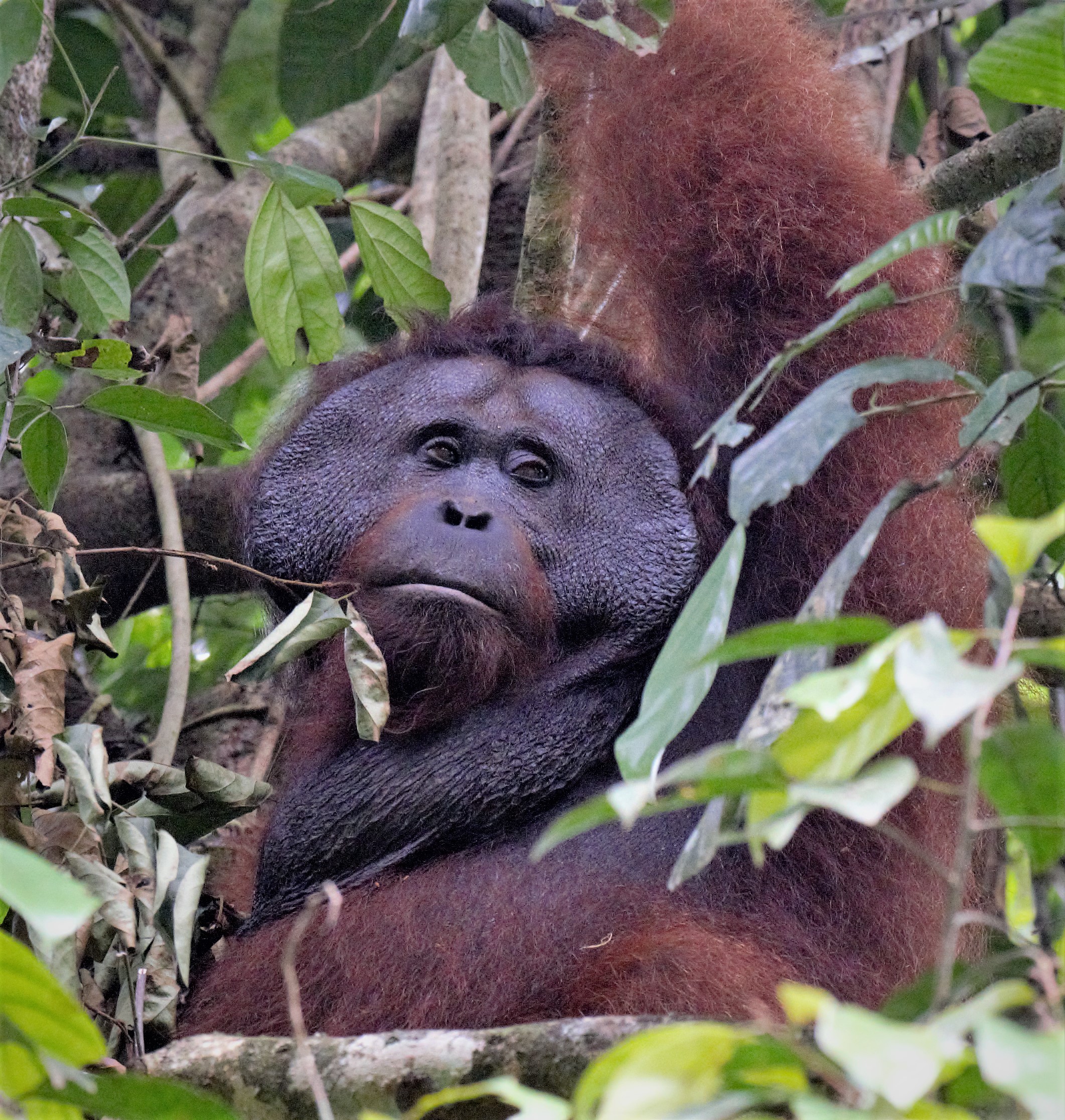 borneo malaysia orangutan tour